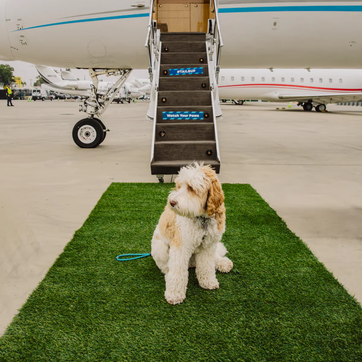 First-Class Style for Every Tail